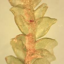 Attēlu rezultāti vaicājumam “Harpanthus flotovianus”