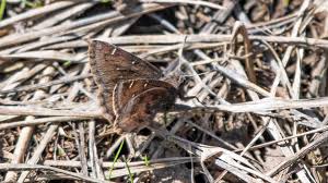 Attēlu rezultāti vaicājumam “Hesperiidae”