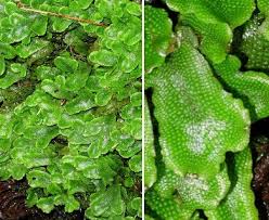 Attēlu rezultāti vaicājumam “Conocephalum”