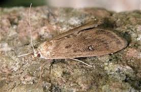 Attēlu rezultāti vaicājumam “Parapoynx stratiotata”