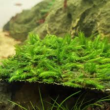 Attēlu rezultāti vaicājumam “Fissidens arnoldii macro”