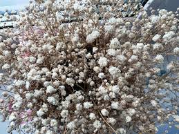 Attēlu rezultāti vaicājumam “Gypsophila paniculata bud”