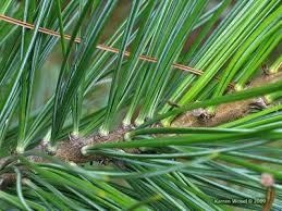 Image result for Pinus cembra