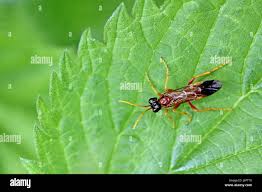 Attēlu rezultāti vaicājumam “Tenthredo mandibularis”