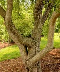 Attēlu rezultāti vaicājumam “Salix daphnoides subsp. acutifolia”