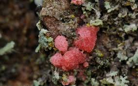 Attēlu rezultāti vaicājumam “Illosporiopsis christiansenii”