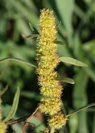 Attēlu rezultāti vaicājumam “Rumex maritimus leaf”