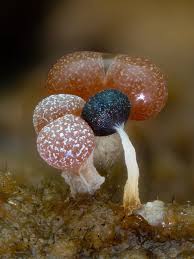 Attēlu rezultāti vaicājumam “Physarum penetrale stalked”