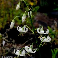 Image result for Lilium martagon Alba