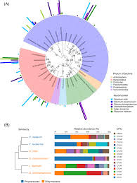 Attēlu rezultāti vaicājumam “Diderma hemisphaericum plasmodium”