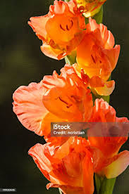 Attēlu rezultāti vaicājumam “Gladiolus imbricatus flower”