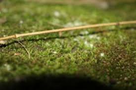 Attēlu rezultāti vaicājumam “Pohlia wahlenbergii macro”