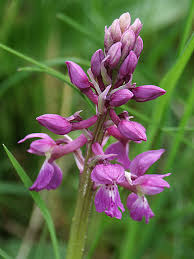 Attēlu rezultāti vaicājumam “Orchis mascula flower”
