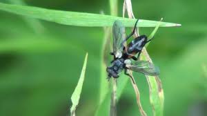 Attēlu rezultāti vaicājumam “Cylindromyia sp.”