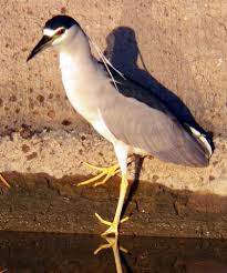 Attēlu rezultāti vaicājumam “Nycticorax nycticorax”