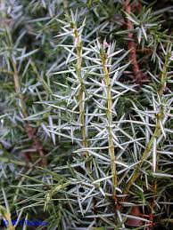 Attēlu rezultāti vaicājumam “Juniperus communis leaf”