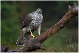 Attēlu rezultāti vaicājumam “Accipiter gentilis”