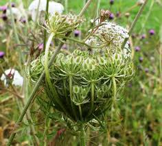 Attēlu rezultāti vaicājumam “Daucus carota subsp. carota leaf”