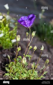 Attēlu rezultāti vaicājumam “Badhamia lilacina spores”