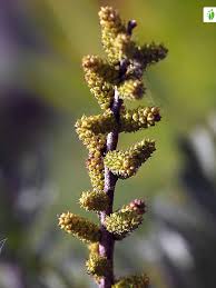 Attēlu rezultāti vaicājumam “Myrica gale male flower”