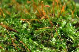 Attēlu rezultāti vaicājumam “Plagiothecium laetum”