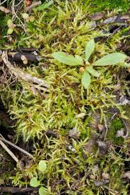 Attēlu rezultāti vaicājumam “Brachythecium salebrosum”