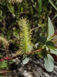 Attēlu rezultāti vaicājumam “Salix cinerea male flower”
