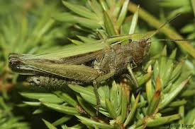 Attēlu rezultāti vaicājumam “Omocestus viridulus”