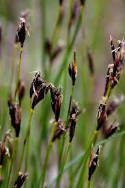 Attēlu rezultāti vaicājumam “Schoenus ferrugineus”