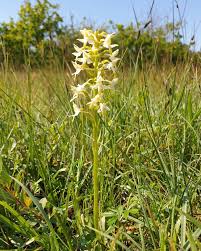 Attēlu rezultāti vaicājumam “Platanthera bifolia flower”