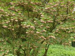 Attēlu rezultāti vaicājumam “Enkianthus chinensis”