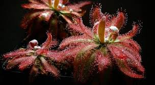 Image result for Drosera