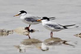 Attēlu rezultāti vaicājumam “Sternula albifrons”