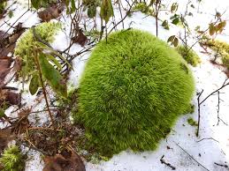 Attēlu rezultāti vaicājumam “Campylium chrysophyllum”