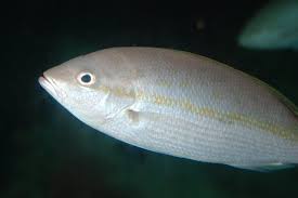 Image result for Ocyurus chrysurus