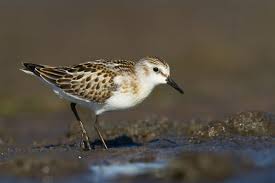 Attēlu rezultāti vaicājumam “Calidris minuta”