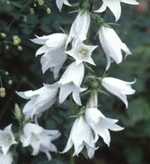 Image result for Campanula trachelium