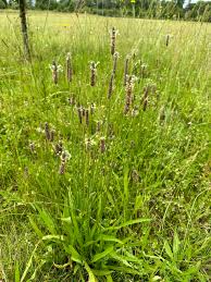 Attēlu rezultāti vaicājumam “Plantago lanceolata”