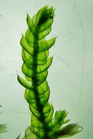 Attēlu rezultāti vaicājumam “Antitrichia curtipendula”