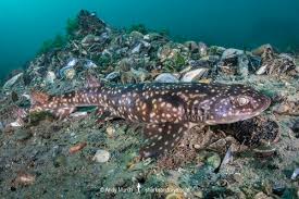 Image result for Haploblepharus pictus