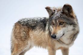 Attēlu rezultāti vaicājumam “Canis lupus”