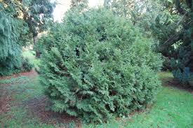 Attēlu rezultāti vaicājumam “Thuja plicata”