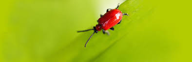 Attēlu rezultāti vaicājumam “Cribraria ferruginea”