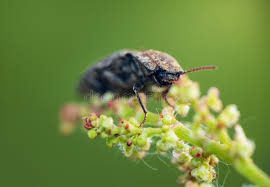 Attēlu rezultāti vaicājumam “Agrypnus murinus”