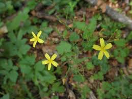 Attēlu rezultāti vaicājumam “Mycelis muralis”