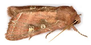 Attēlu rezultāti vaicājumam “Lacanobia oleracea”