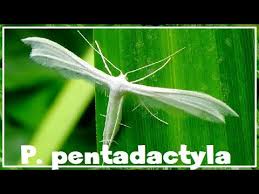 Attēlu rezultāti vaicājumam “Pterophorus pentadactyla”