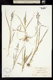 Attēlu rezultāti vaicājumam “Glyceria lithuanica”