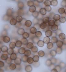 Attēlu rezultāti vaicājumam “Symphytocarpus flaccidus”