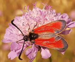 Attēlu rezultāti vaicājumam “Zygaena sp.”